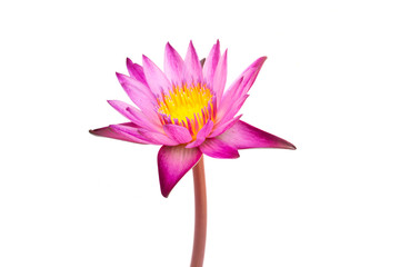 Lotus flower isolated on white background.