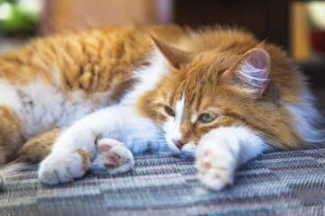 Fototapeta na wymiar Orange cat lying in bed