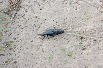 Beetle Meloidae violet oil beetle Meloe violaceus on Latin in th