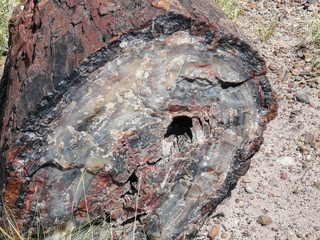 Petrified Wood in Petrified Forest National Park
