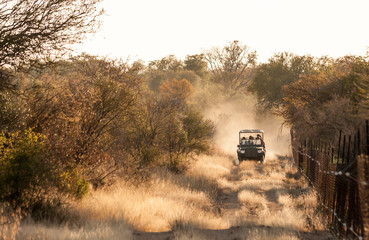 Safari vehicle speeding along a fence line in search of Lions