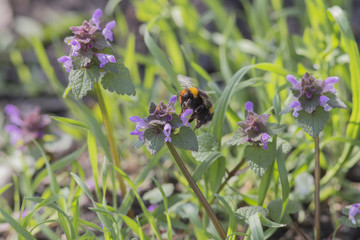 Bumblebee in flight over the meadow