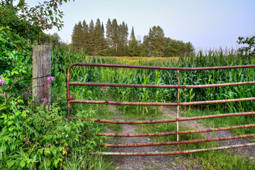 A tube gate blocks the entrance to a corn field in northern Wisconsin.