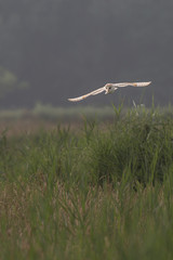 Barn owl hunting early morning over wild meadows and long grass