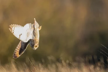 Crédence de cuisine en verre imprimé Hibou Wild Short eared owl stops in a dive on prey (Asio flammeus)