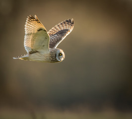 Wild Short eared owl in flight looking forward, wings up(Asio fl © fungirlslim