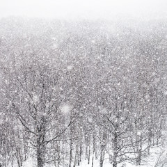 snow storm over forest in winter