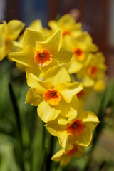 Obraz na płótnie Canvas Daffodil, Jonquil