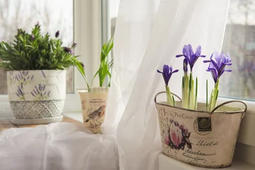 Papier Peint photo Lavable Crocus flowers in a pot on the windowsill