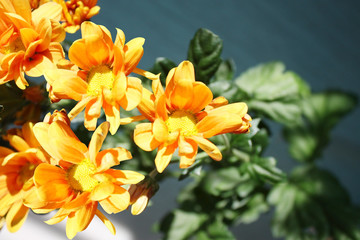 Yellow chrysanthemum 