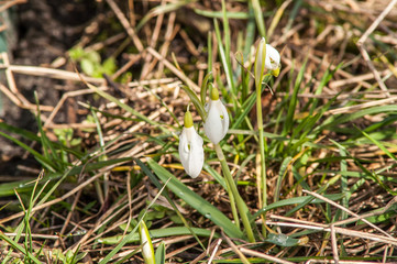 primrose, snowdrop white