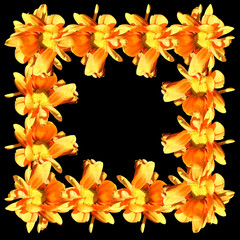 Yellow chrysanthemum 
