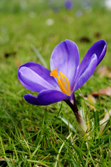 Crocus