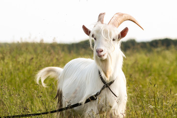 Obraz premium goat in the village