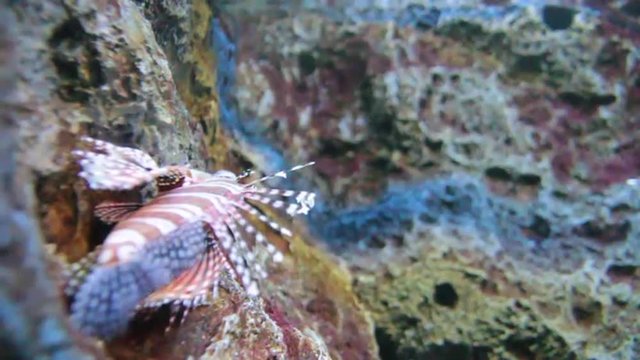 dragon fish moving in aquarium 