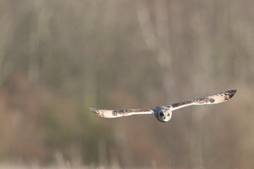 Wild Short eared owl in flight heading straight forward (Asio flammeus)