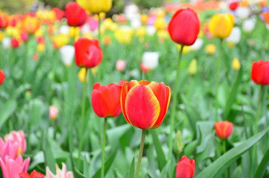 Multi coloured tulips on nature background. Keukenhof-Holland