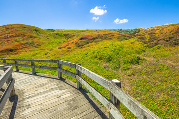 Famous trail in the spectacular colors of the vegetation in the summer in the Phillip Island Nature...