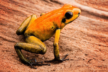Fototapeta premium poison arrow frog Phyllobates bicolor