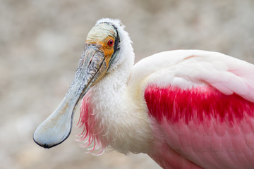 Roseate Spoonbill