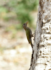 Grey-headed woodpecker