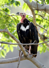 The red-headed vulture
