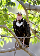 Red-headed vulture perched on tree