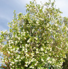 Bush with white flowers.