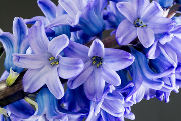 hyacinth purple flowers close up on dark background
