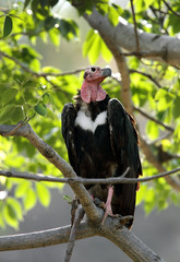 Red-headed vulture