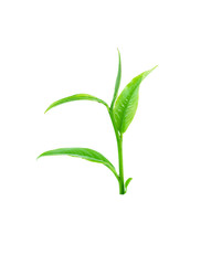 green tea leaf isolated on white background