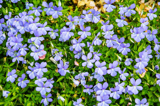 Beautiful flowers, violets in the garden