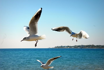 Fototapeta na wymiar Gulls in the Black Sea