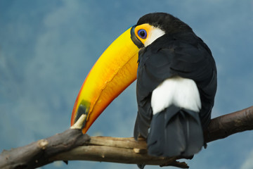 Full length close-up portrait of looking over its American toco toucan sitting on tree branch