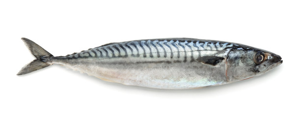 Fresh atlantic mackerel