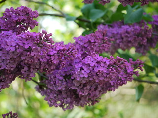Mehrere violette Fliederblüten vor Hintergrund in verschiedenen Grünschattierungen