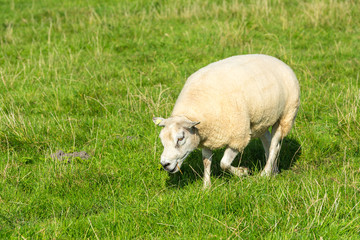 Naklejka na ściany i meble sheep eats green grass at farm