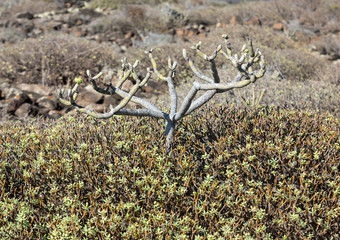  bush of Euphorbia balsamifera, tabaiba dulce, native to Canary Islands