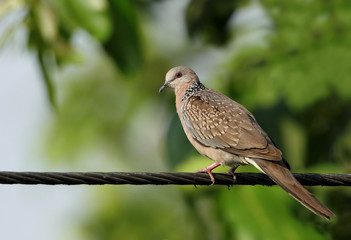 Spotted dove