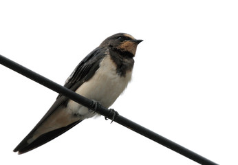The barn swallow perched on wire