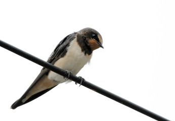 Barn swallow