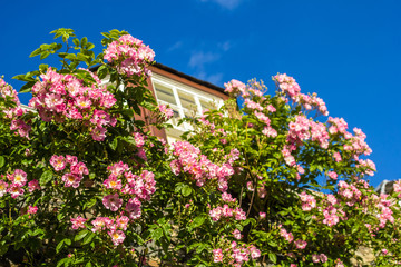 Fototapeta na wymiar A house with pink climbing roses