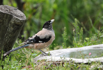 black headed near a feeder