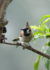 Himalayan bulbul perched on a tree
