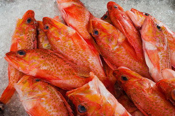 Rote Meerbarben (Red mullet fish)