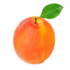 Apricot with leaf close-up isolated on a white background.