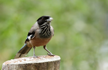 Obraz premium black headed Jay on wooden log