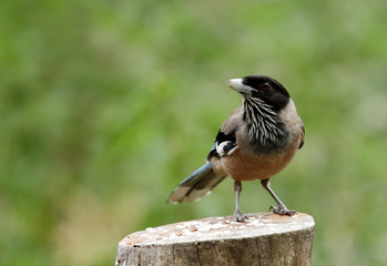 Black headed Jay on wood 
FILE: 