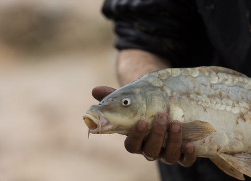 Dead Fish Hunted From Tigris Rive In Iraq