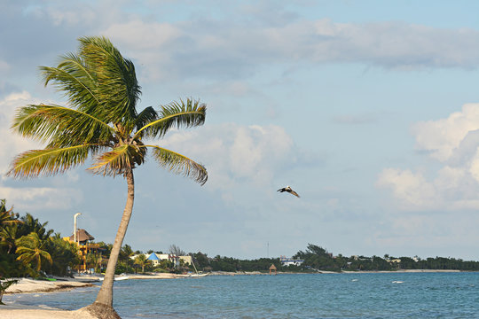 Caribbean beach with palm and flying pelican. Mexico.